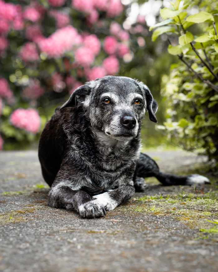 Hundefotografin