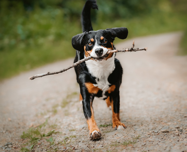 Hundefotografin